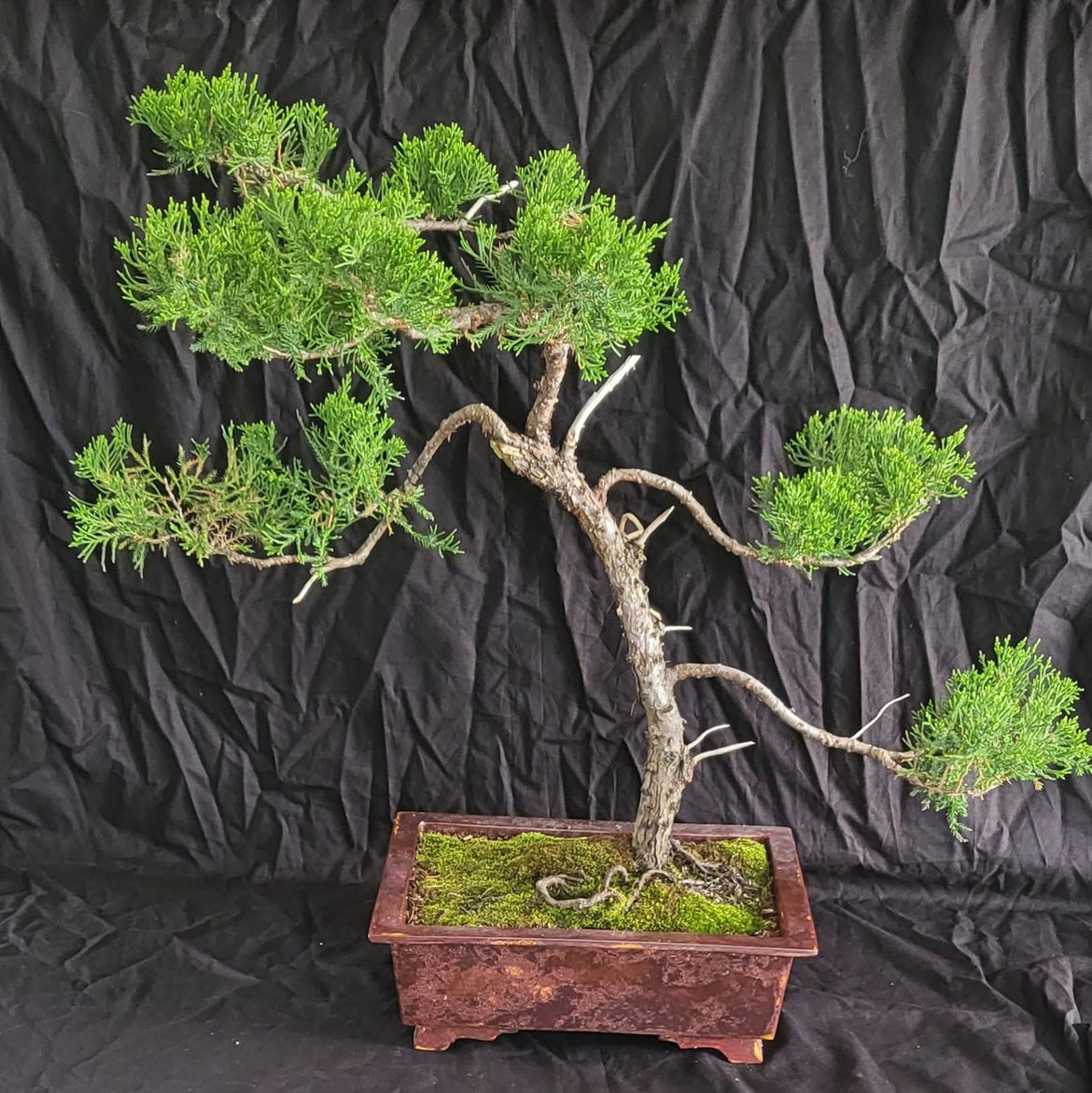 Sea Green Juniper - Juniperus Chinensis