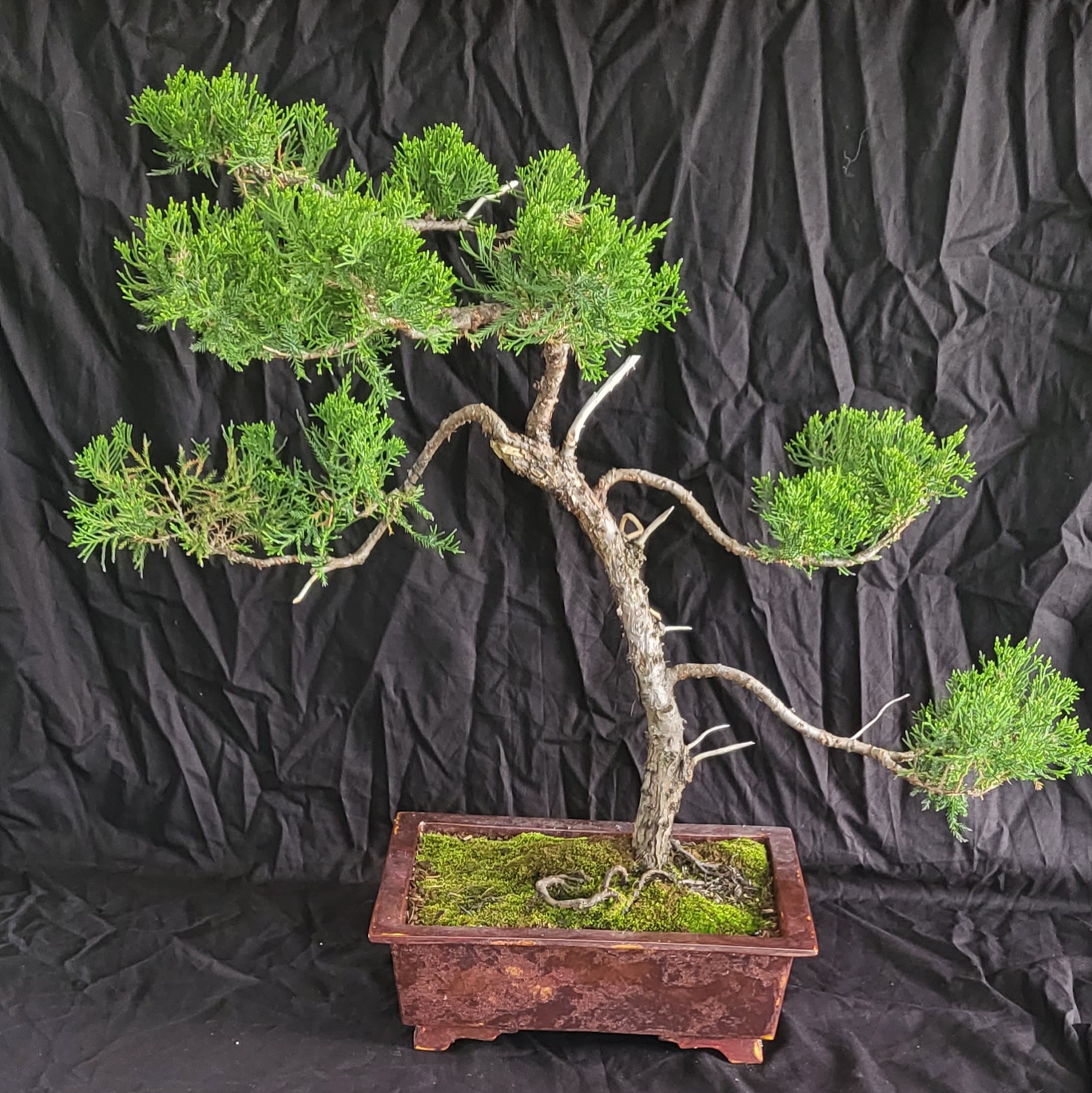 yixing bonsai 19