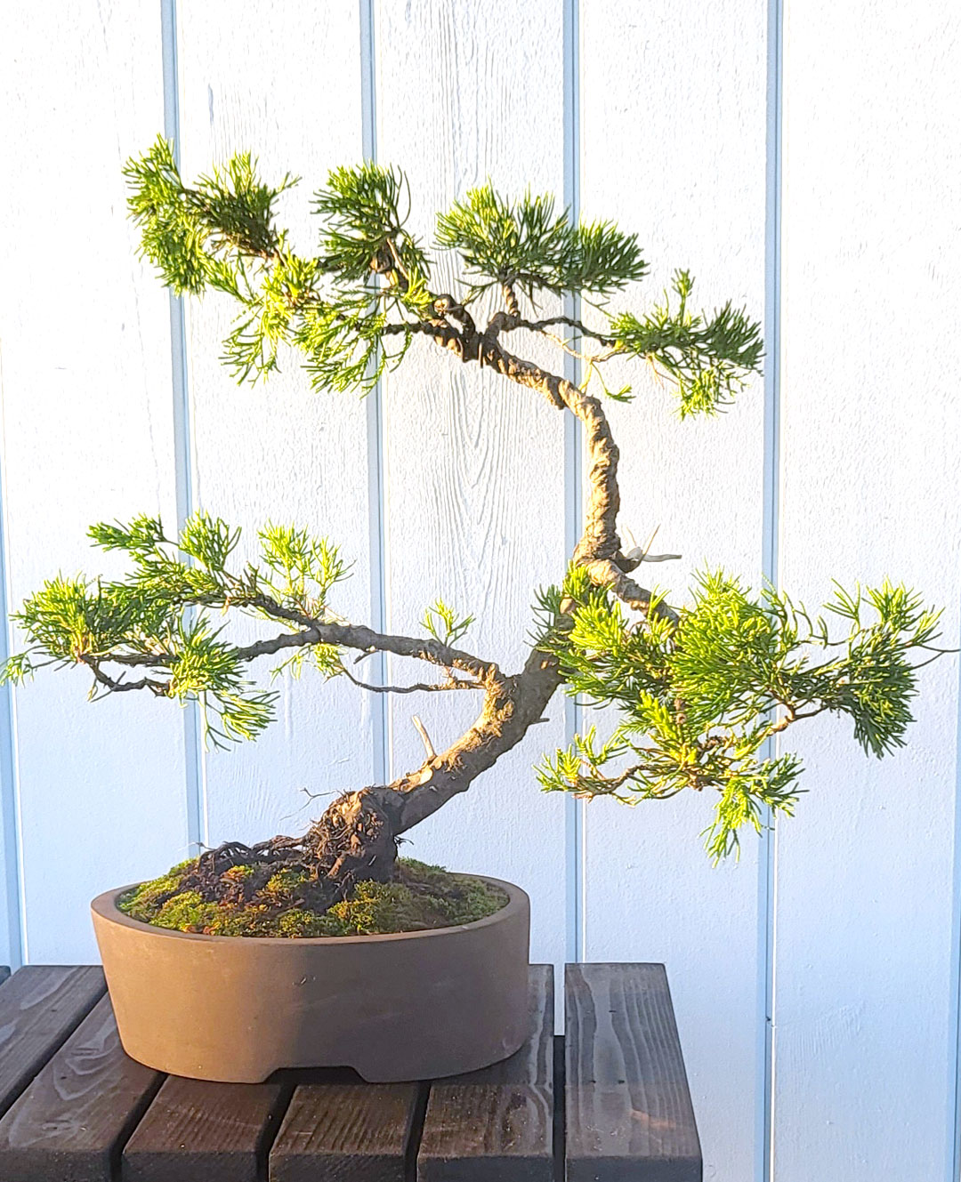 Bonsai Garden Design | Best bonsai design in Bermuda