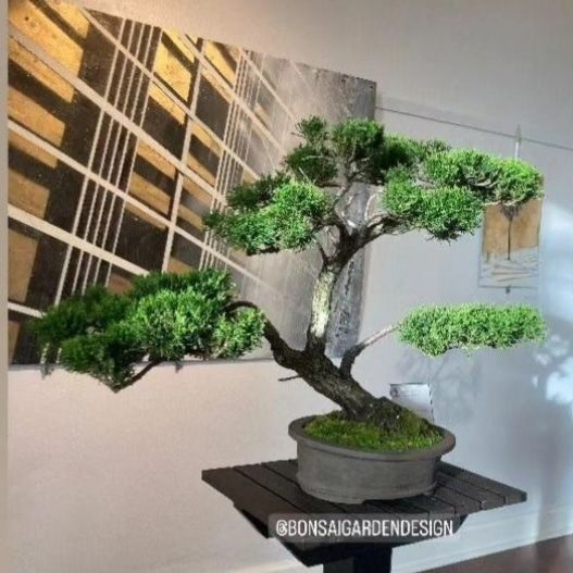 Award Winning Sea Green Juniper