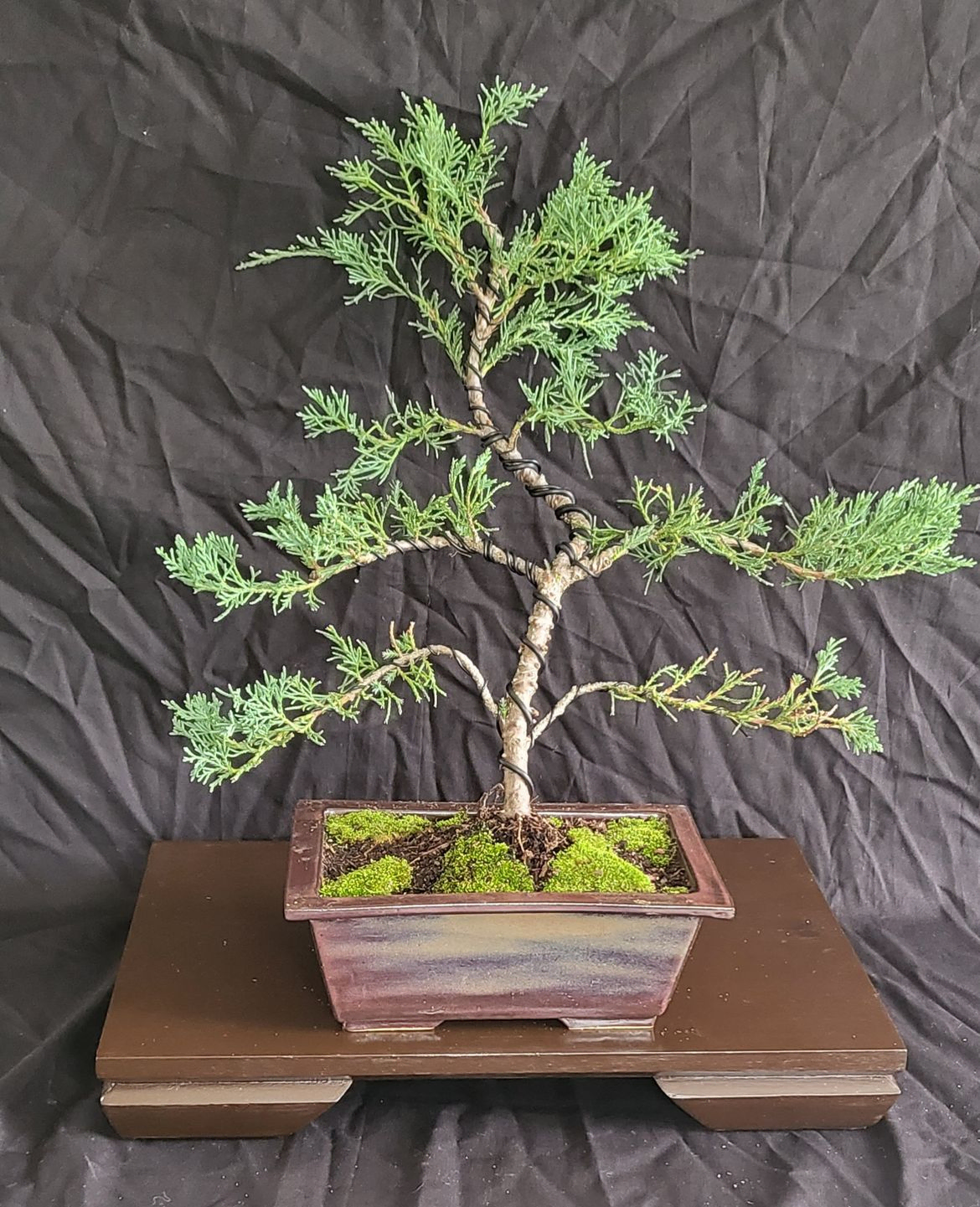 Blue Point Juniper - Juniperus Chinensis
