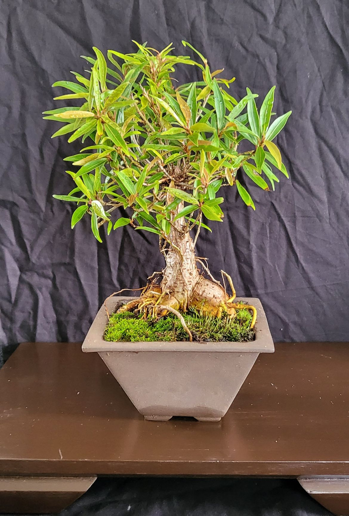 Willow Leaf Ficus - Ficus Salicifolia 