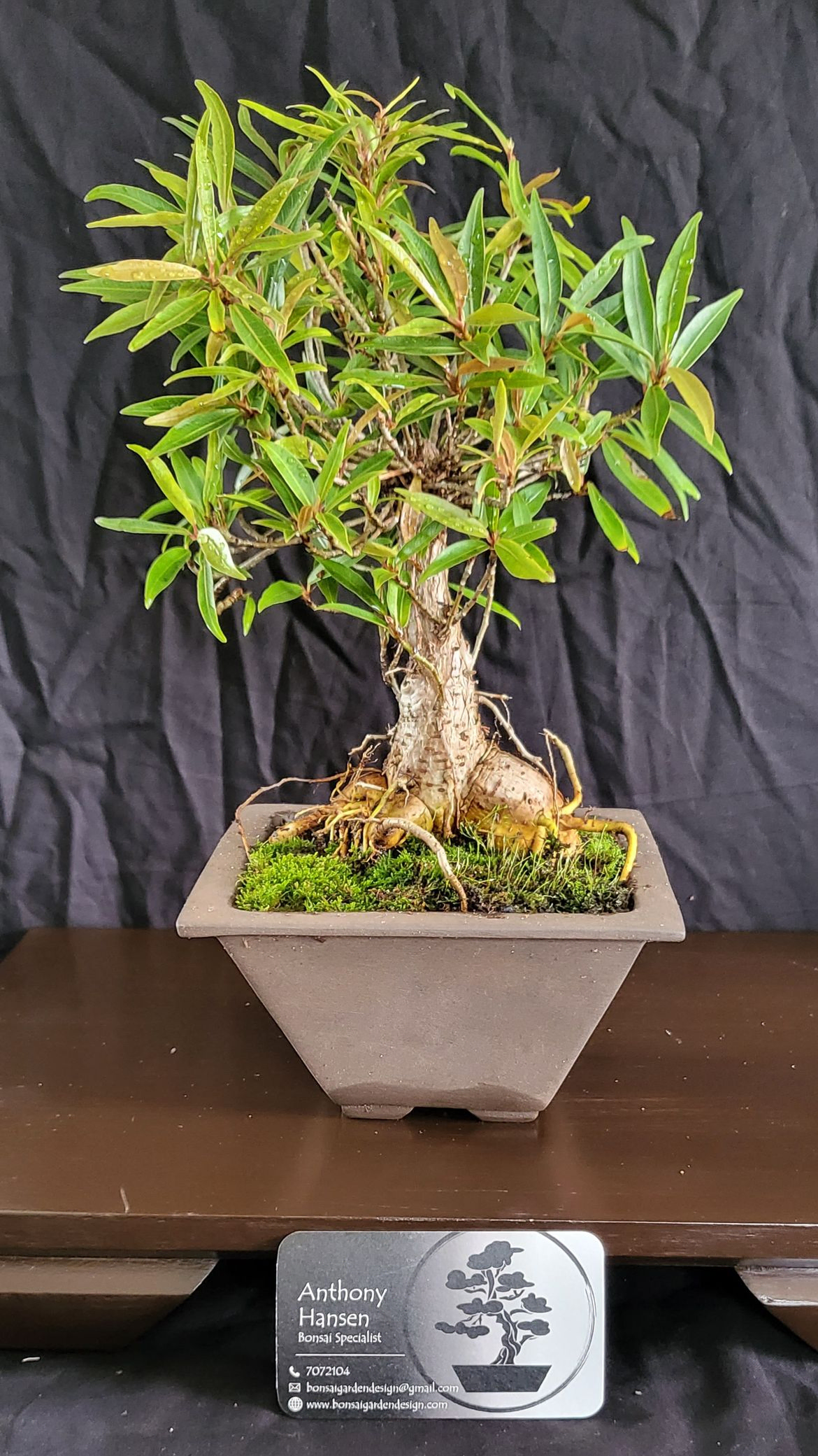 Willow Leaf Ficus - Ficus Salicifolia 