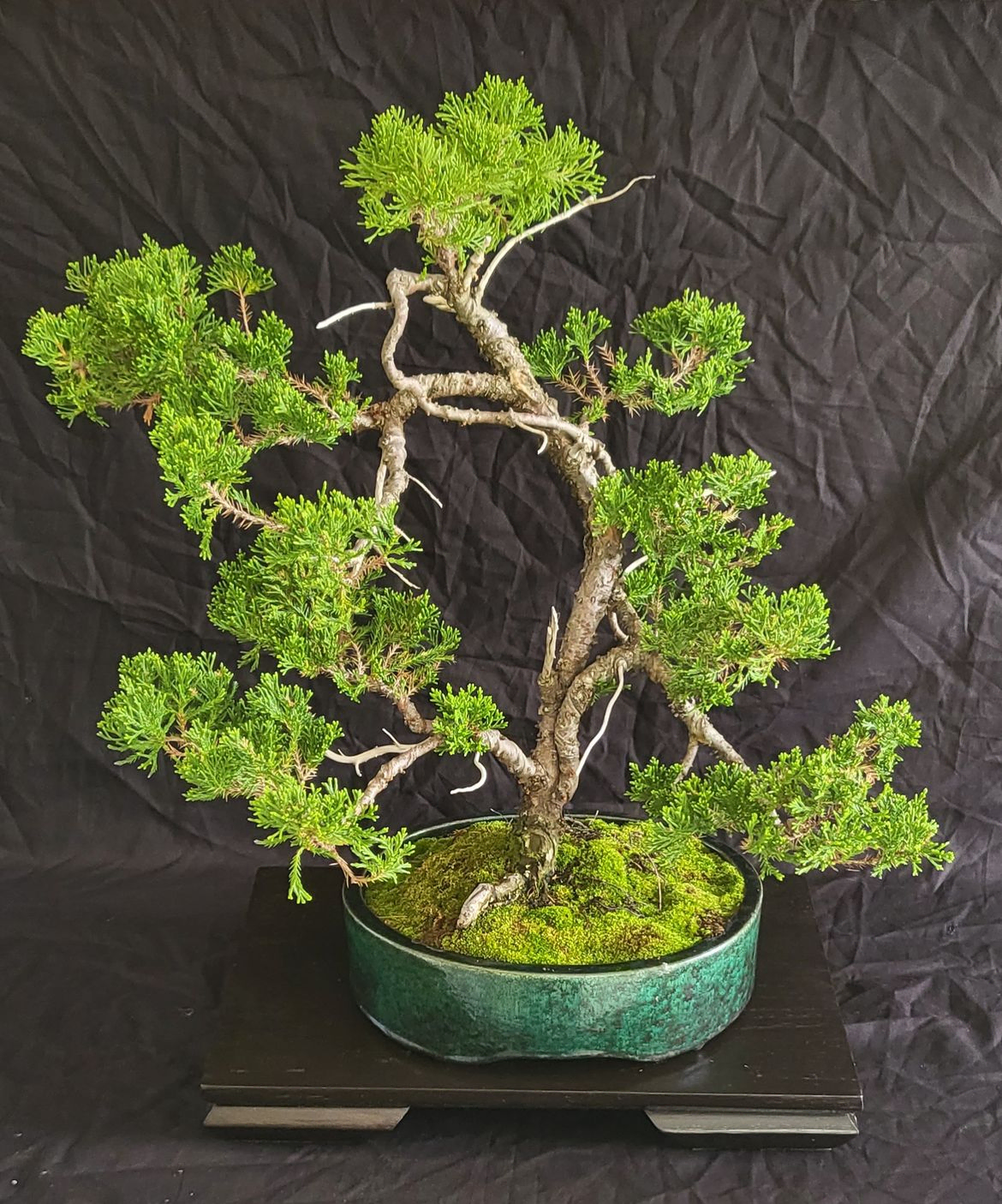 Sea Green Juniper - Juniperus Chinensis