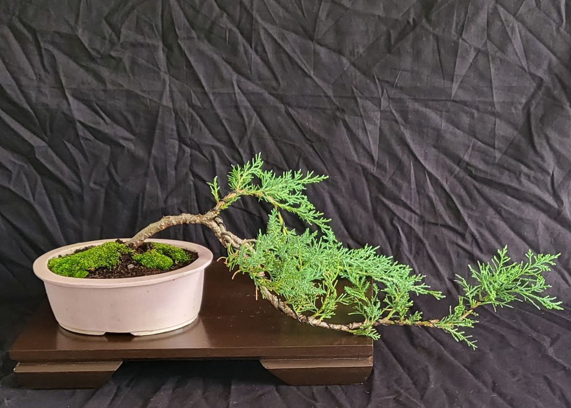 Blue Point Juniper - Juniperus Chinensis