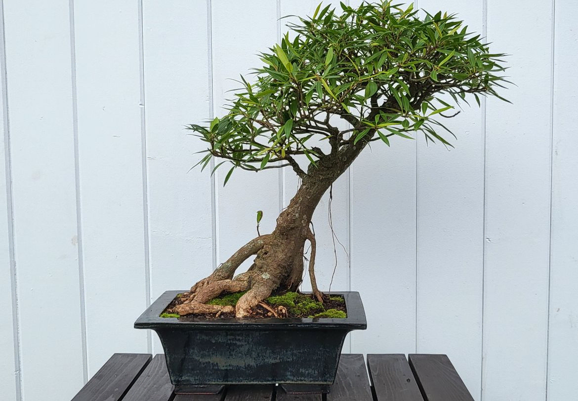 Willow Leaf Ficus - Ficus Salicifolia 