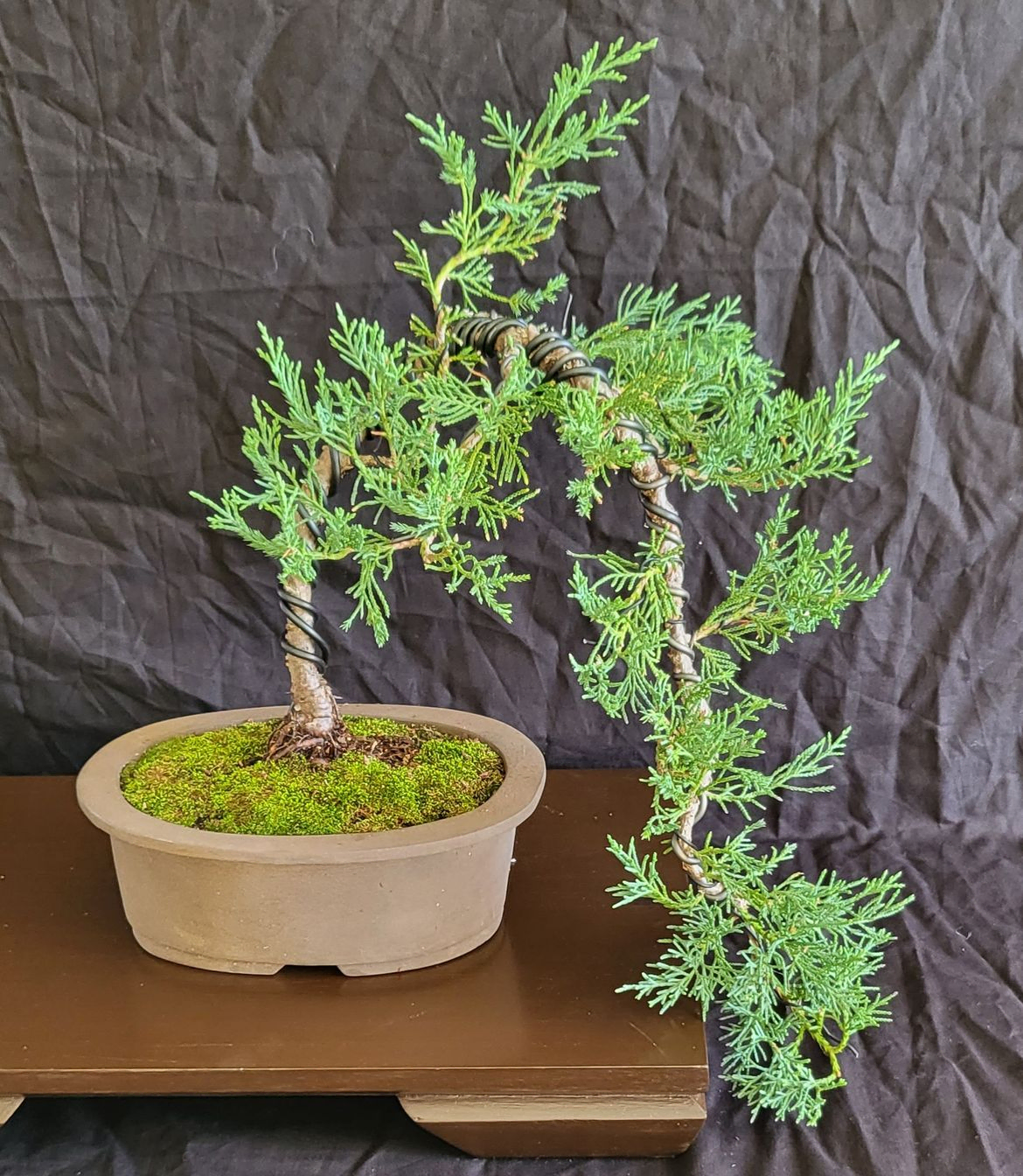Blue Point Juniper - Juniperus Chinensis