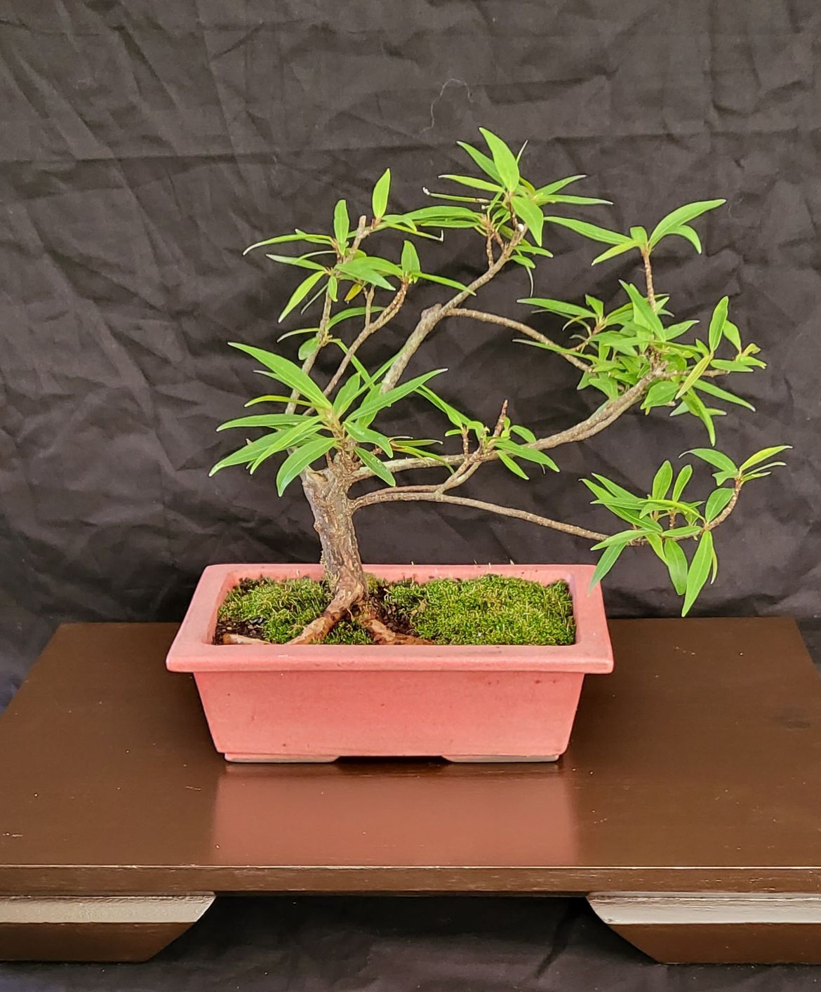 Willow Leaf Ficus - Ficus Salicifolia 